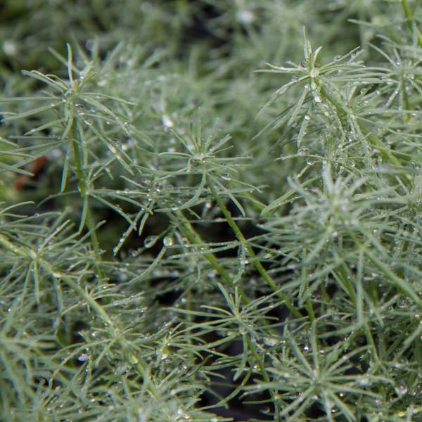 HERB ROSEMARY PROSTRATUS  TRAILING