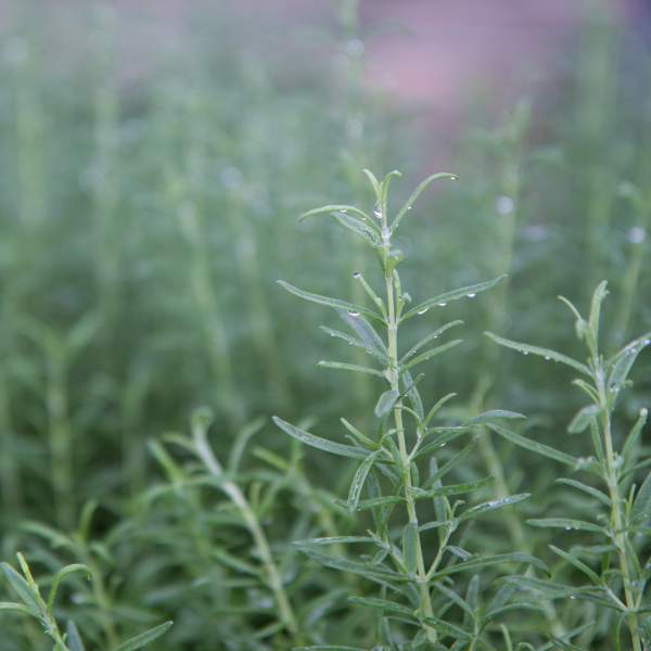 HERB ROSEMARY SALEM