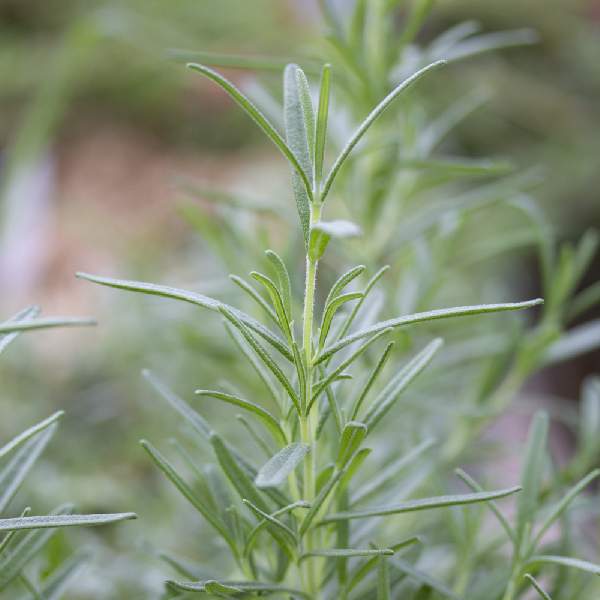 HERB ROSEMARY TAURENTIUS