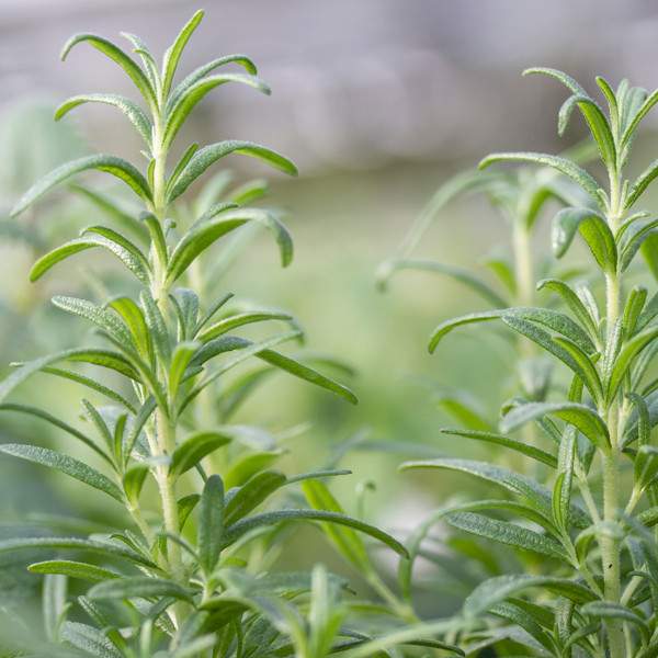 HERB ROSEMARY TUSCAN BLUE