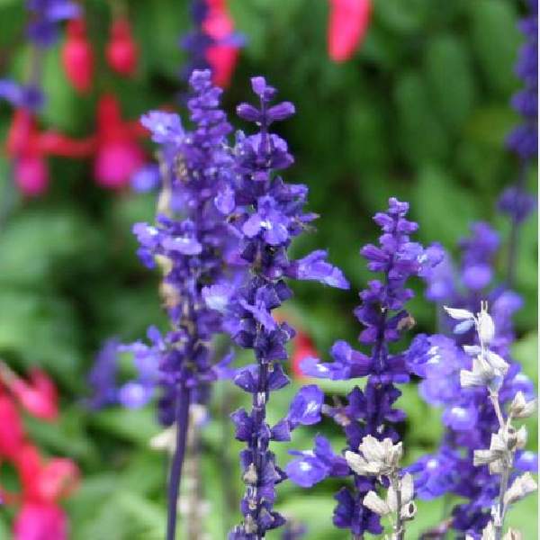 Herb Salvia Apex Blue