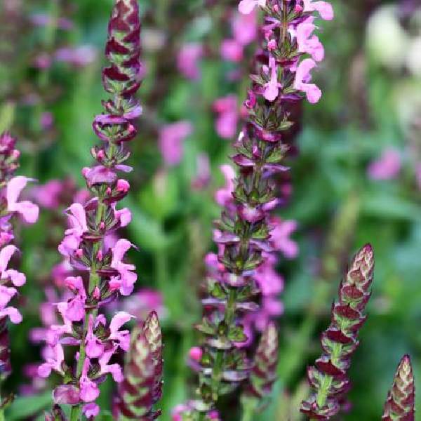 Herb Salvia Apex Pink
