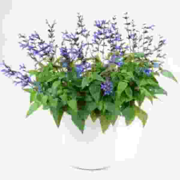 Herb Salvia Black And Blue