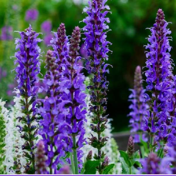 Herb Salvia May Night