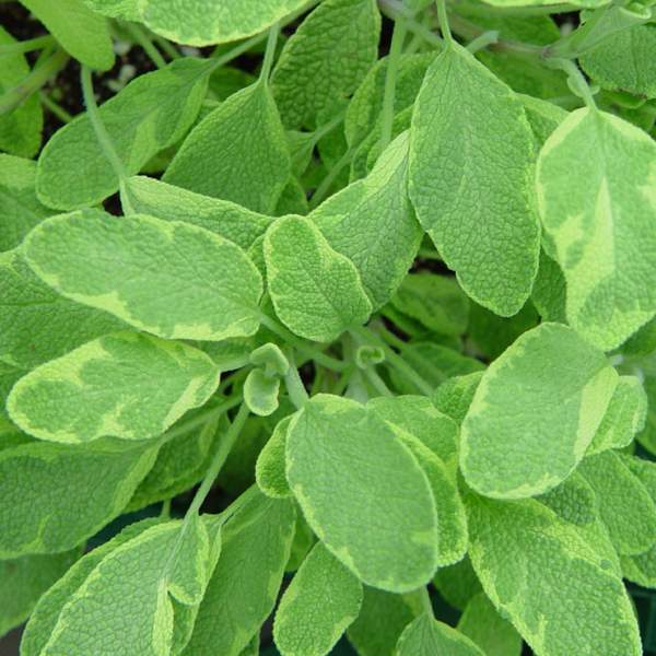 Herb Salvia Officinalis Golden Sage