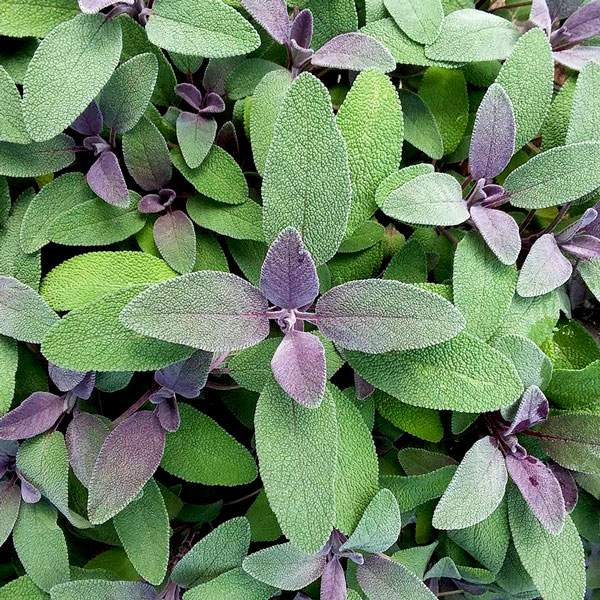 Herb Salvia Officinalis Purple Sage
