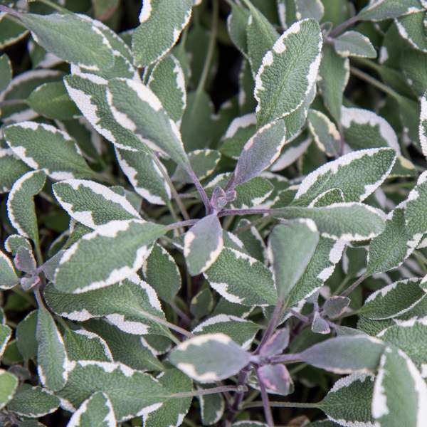 Herb Salvia Officinalis Tricolor Sage