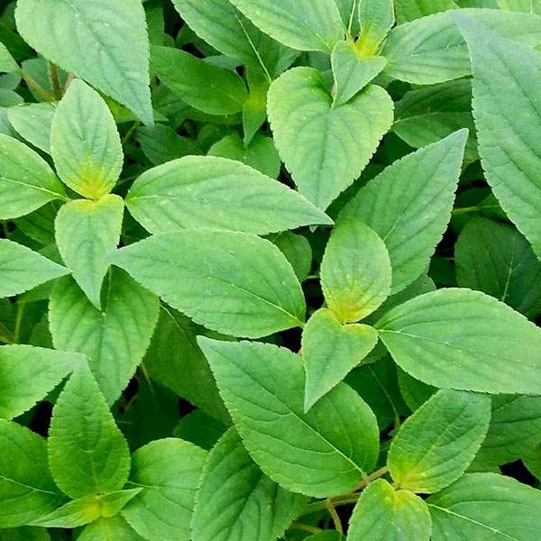 Herb Salvia Pineapple Sage