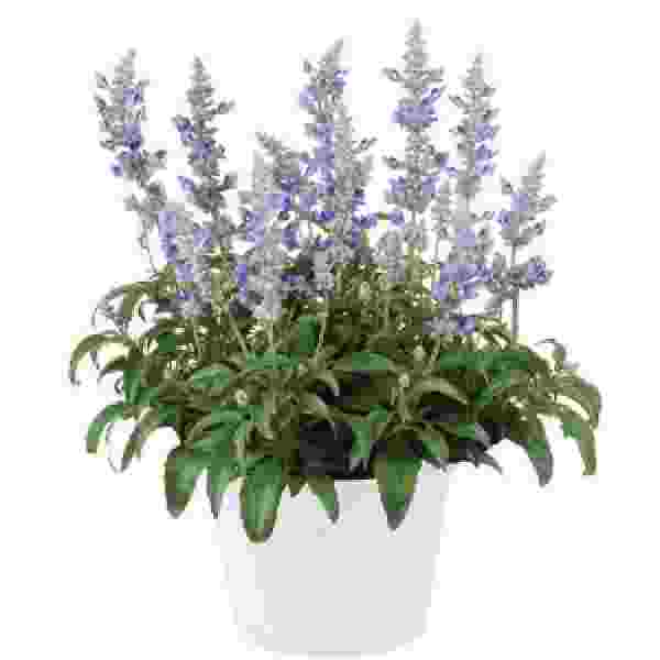 Herb Salvia Sallyfun Blue Ice