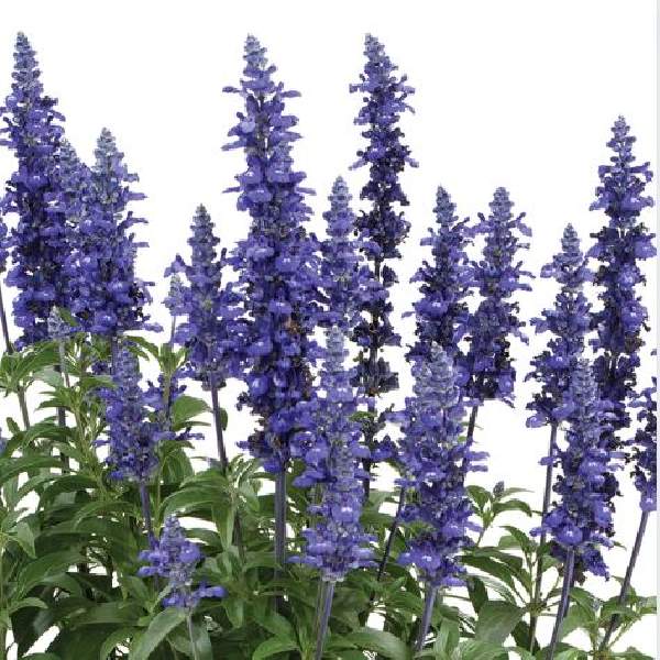 Herb Salvia Sallyfun Blue Lagoon