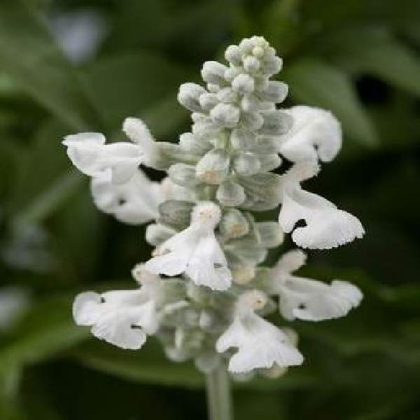 Herb Salvia Sallyfun Pure White