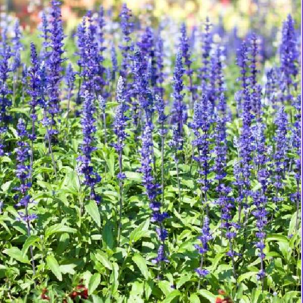 Herb Salvia Sallyrosa April Night