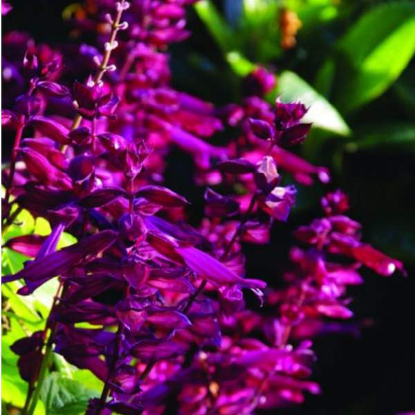 Herb Salvia Splendens Saucy Wine