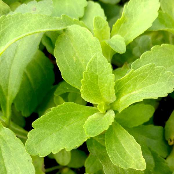 Stevia