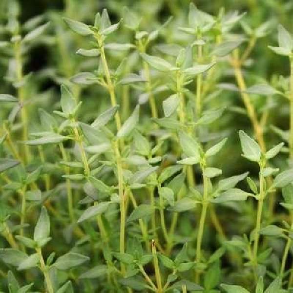 Herb Thyme French