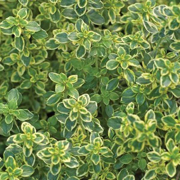 Herb Thyme Golden Lemon