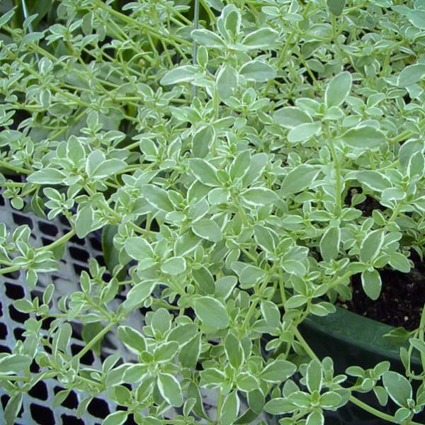 Herb Thyme Silver Queen