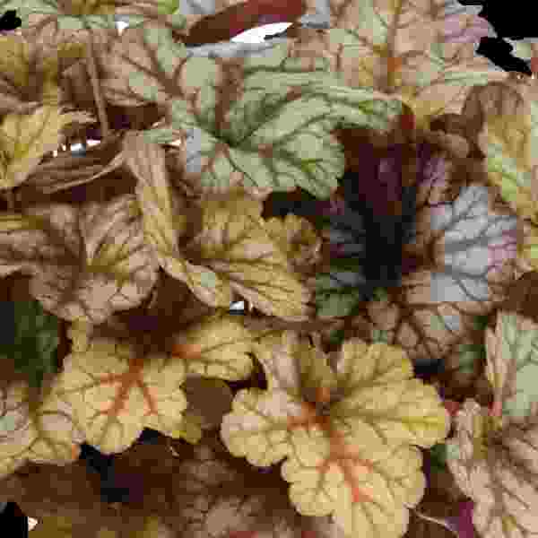 Heuchera