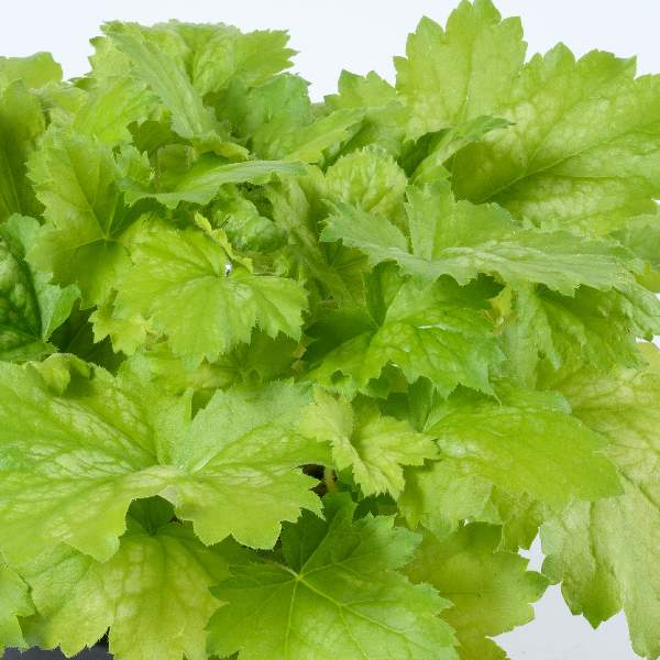 heuchera-kira-green-tea-heuchera-1659632244.jpg