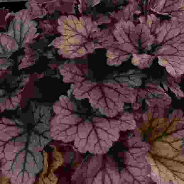 heuchera-kira-jersey-heuchera-1659632152.jpg