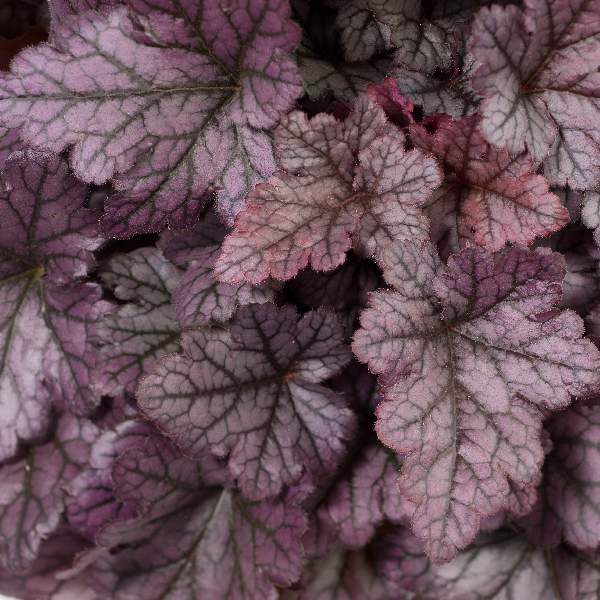 heuchera-kira-purple-rain-forest-imp-heuchera-1659632026.jpg