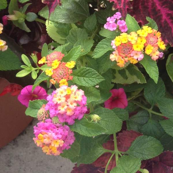 COMBO HUMMINGBIRD