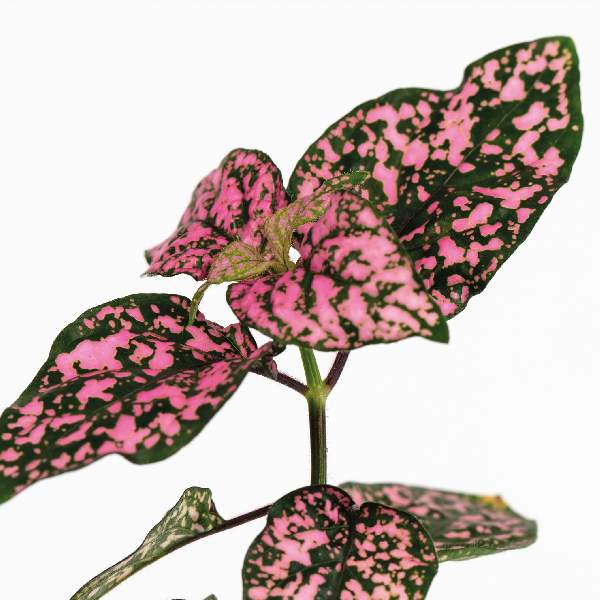 Hypoestes
