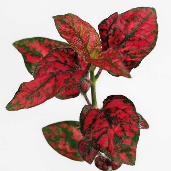 Hypoestes Lotty Dotty Red