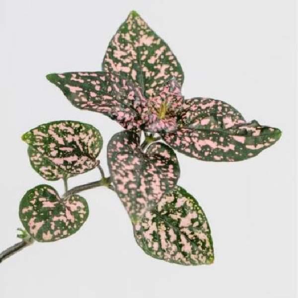 Hypoestes Lotty Dotty Rose