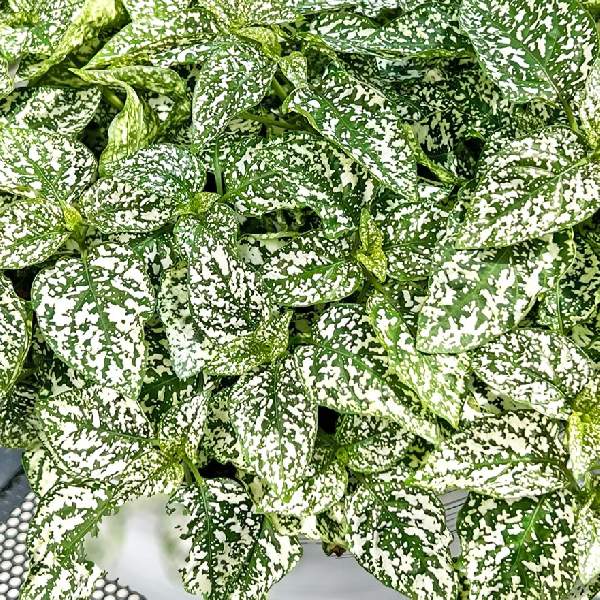 Wholesale Hypoestes Houseplant Starter Plants