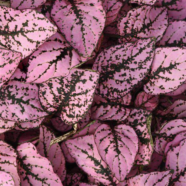hypoestes-splash-select-pink-hypoestes-1665585961.jpg