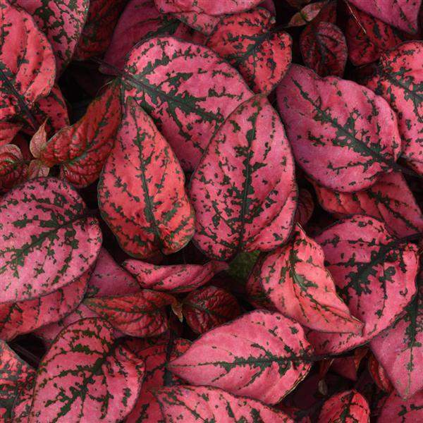 Hypoestes Splash Select Red