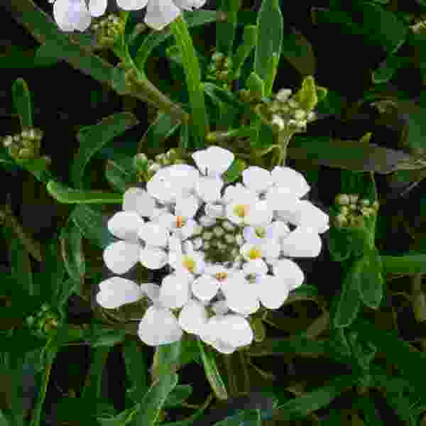 iberis-first-flush-grace-iberis-1724956865.jpg