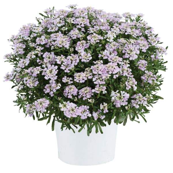 iberis-first-flush-lavender-iberis-1660315993.jpg