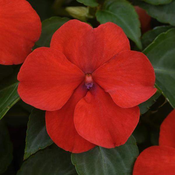 Impatiens