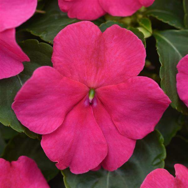 impatiens-beacon-rose-impatiens-1665586250.jpg