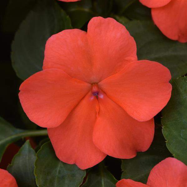 impatiens-beacon-salmon-impatiens-1665586319.jpg