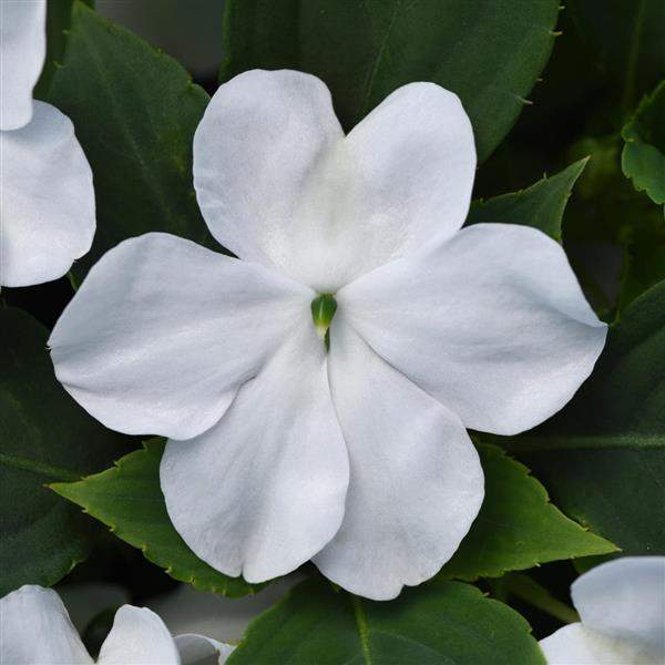 impatiens-beacon-white-impatiens-1665586399.jpg
