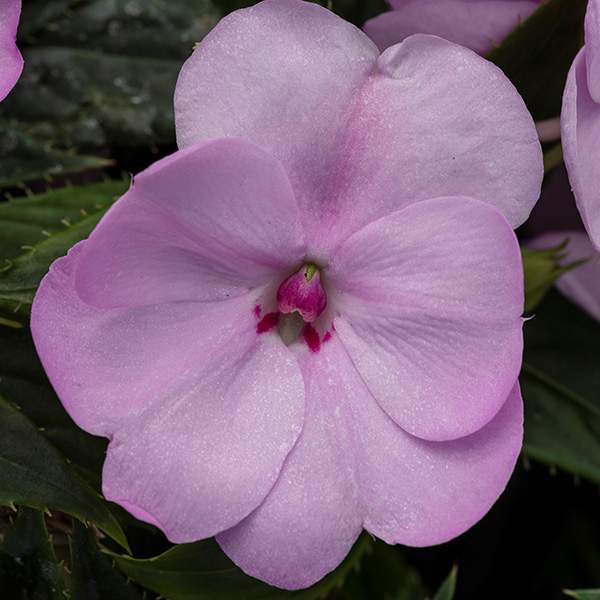 impatiens-sunpatien-compact-orchid-blush-sunpatiens.jpg
