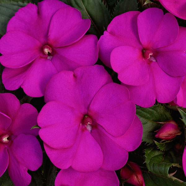 impatiens-sunpatien-compact-purple-sunpatiens.jpg