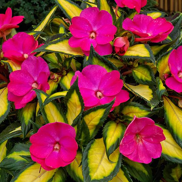 IMPATIENS SUNPATIENS COMPACT TROPICAL ROSE