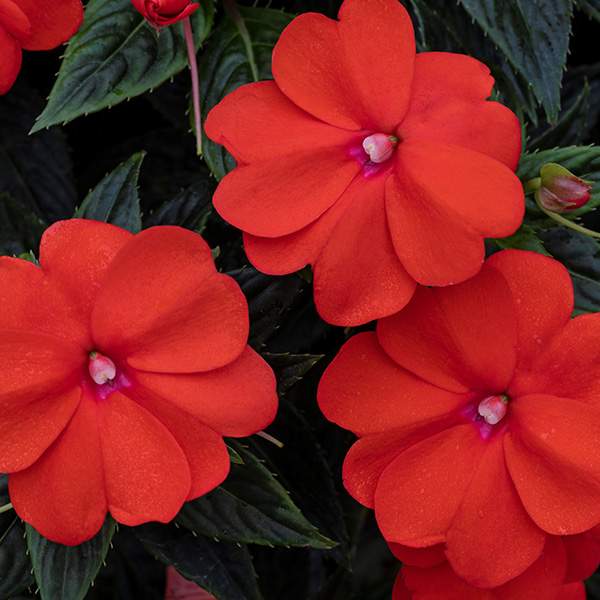 impatiens-sunpatien-vigorous-orange-imprv-sunpatiens.jpg