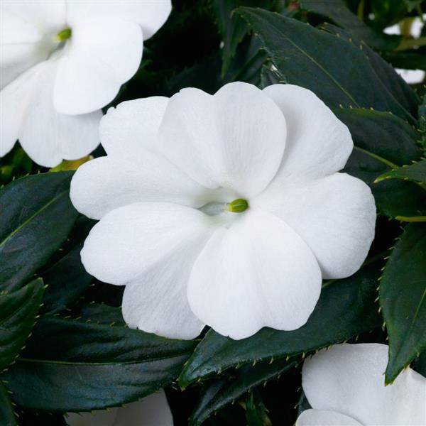 IMPATIENS SUNPATIENS COMPACT CLASSIC WHITE
