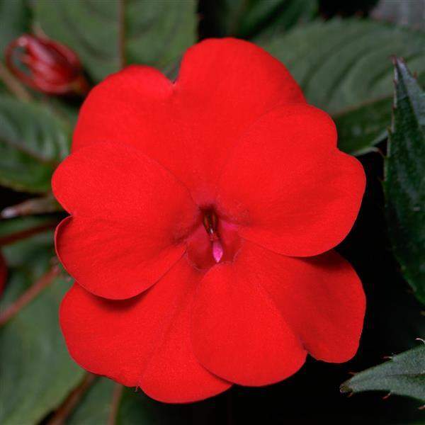 impatiens-sunpatiens-compact-deep-red-sunpatiens-1689962573.jpg