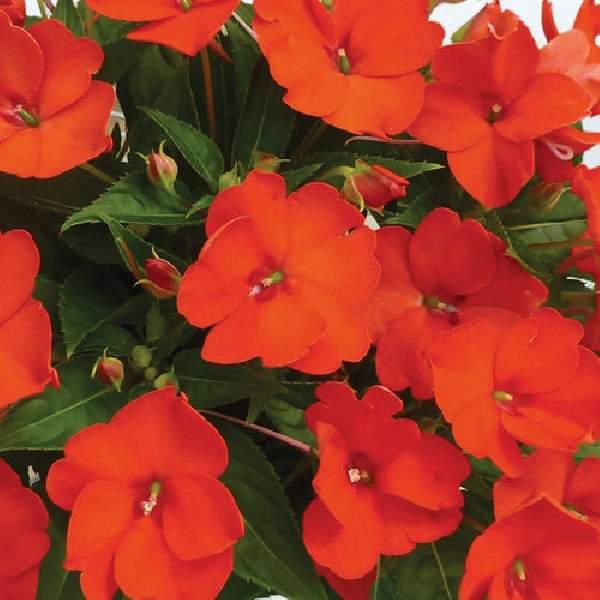 IMPATIENS SUNPATIENS COMPACT ELECTRIC ORANGE