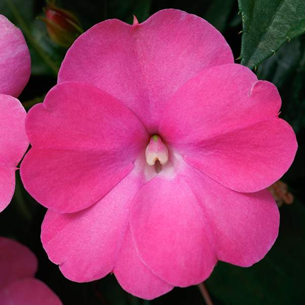 impatiens-sunpatiens-compact-hot-pink-sunpatiens.jpg