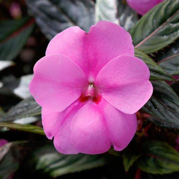 impatiens-sunpatiens-compact-lavender-splash-sunpatiens-1659632527.jpg