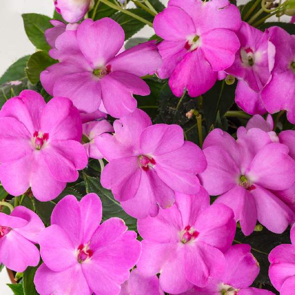 Impatiens SunPatiens Compact Lavender