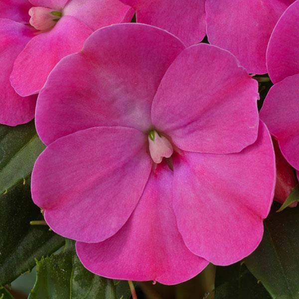 Wholesale Impatiens Sunpatiens Compact Lilac Imp Rooted Plugs And