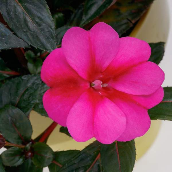 Impatiens SunPatiens Compact Purple Candy Imp